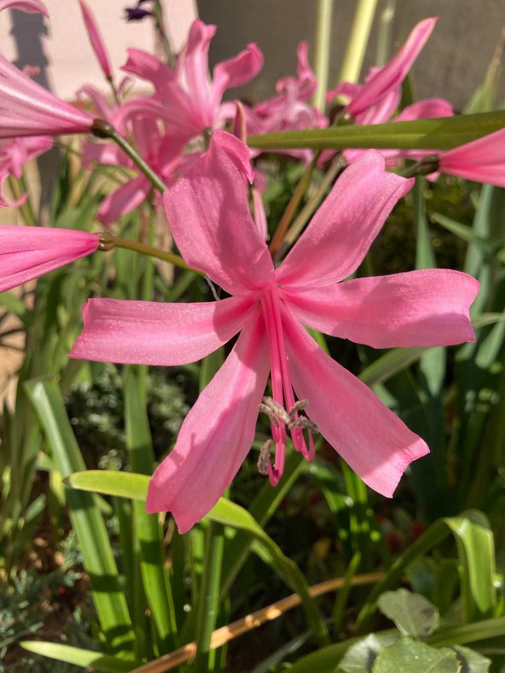 Pink Bowden Lily Bulbs (Nerine bowdenii) Free UK Postage