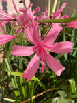 Pink Bowden Lily Bulbs (Nerine bowdenii) Free UK Postage