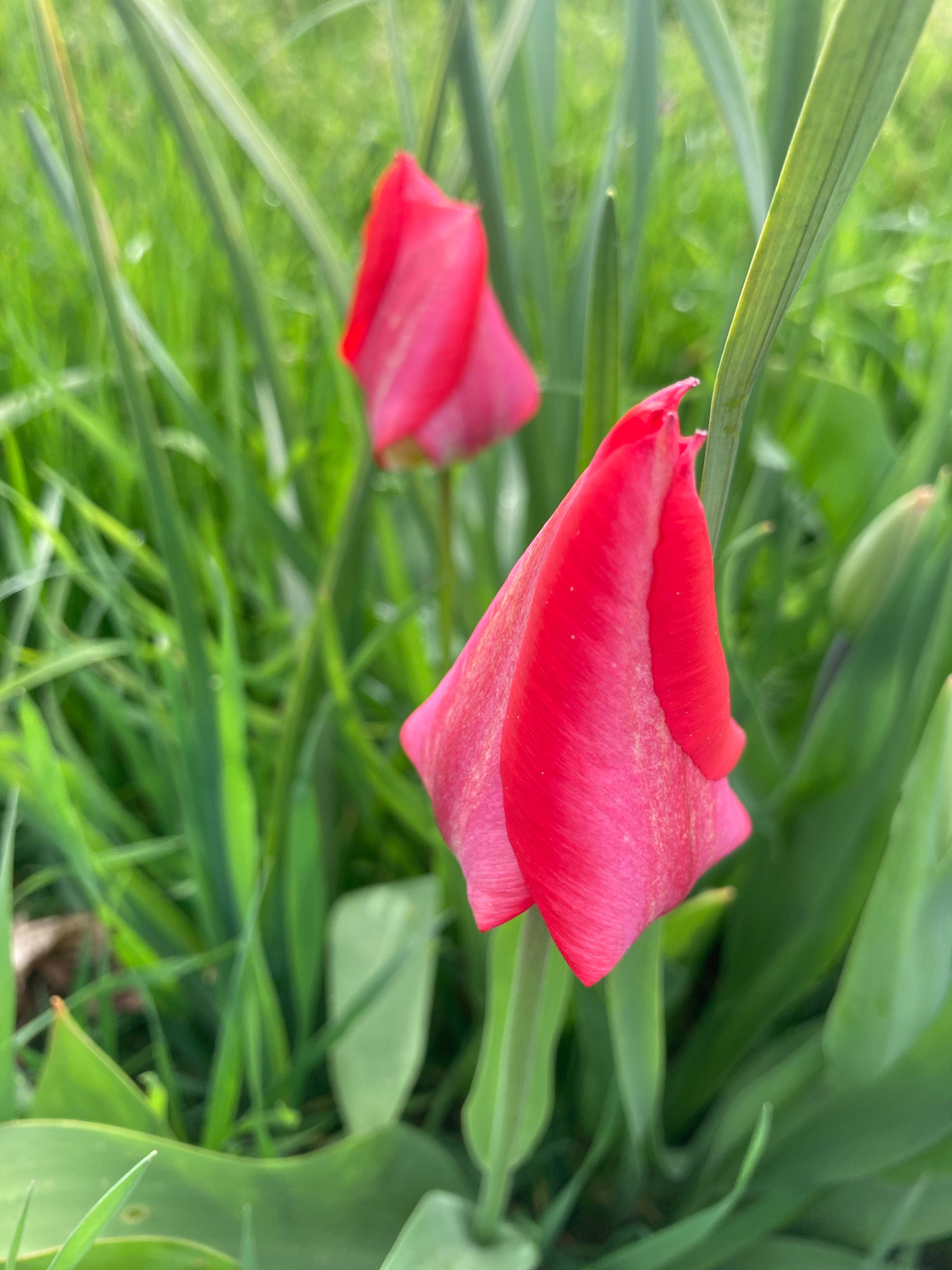 15 Pink Tulip Bulbs 'Toronto' (Free UK Postage)