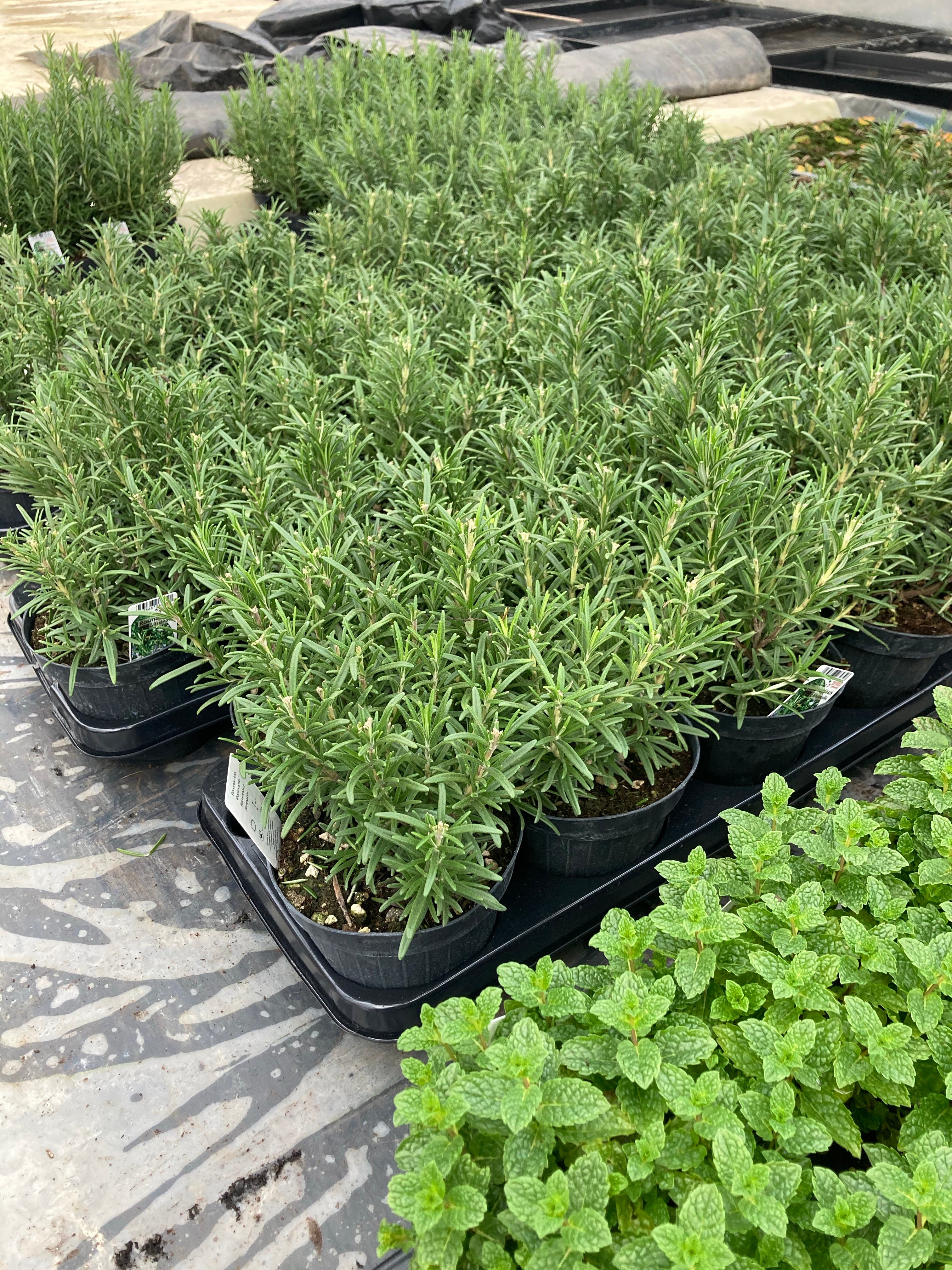 20 Potted Herb Plants (Free UK Postage)