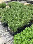 20 Potted Herb Plants (Free UK Postage)