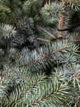 Real Christmas Tree 'Blue Spruce' (Containerised) 95cm Height Free UK Shipping