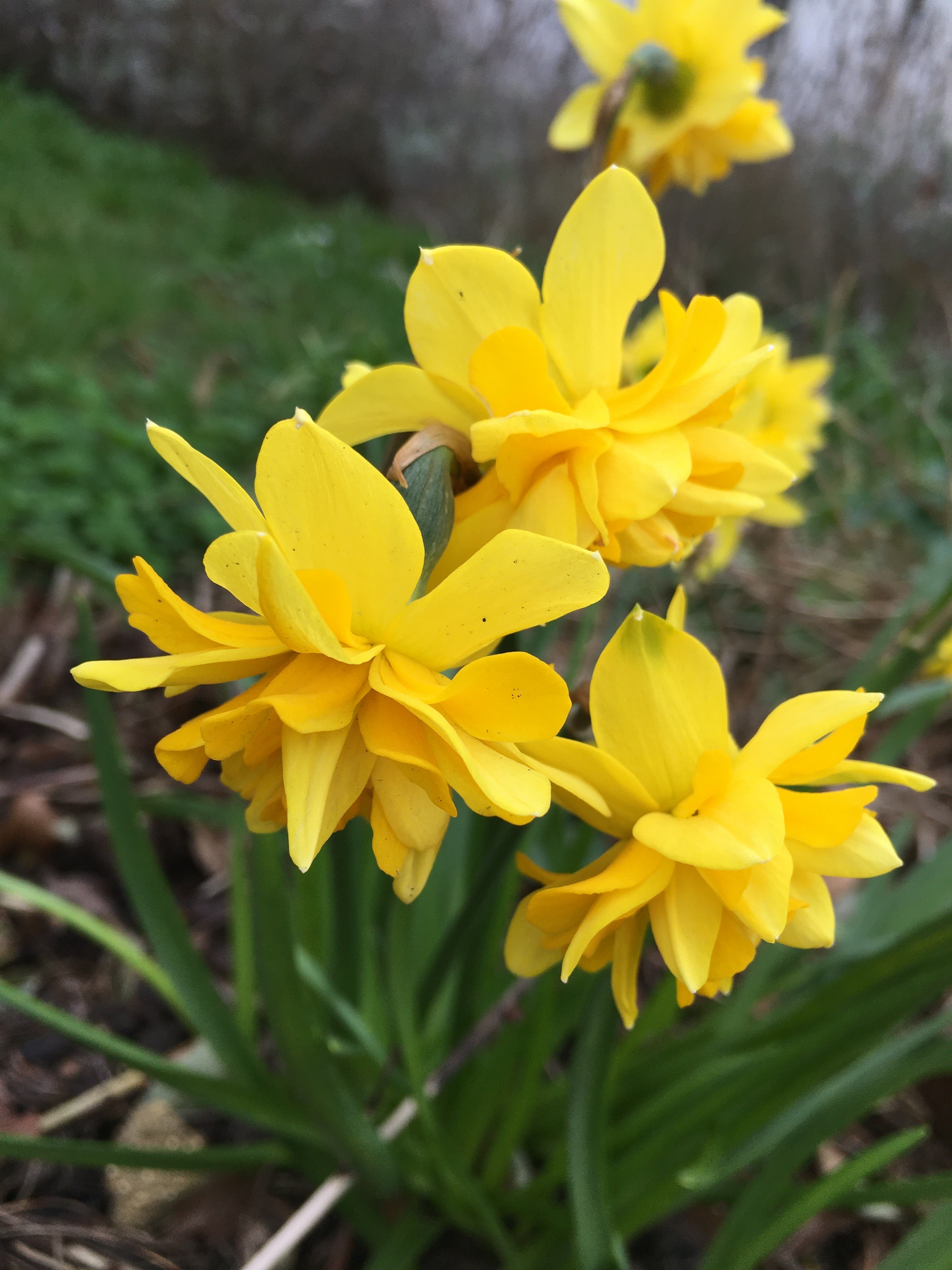 Narcissus 'Double Campernelle' Bulbs (Free UK Postage)