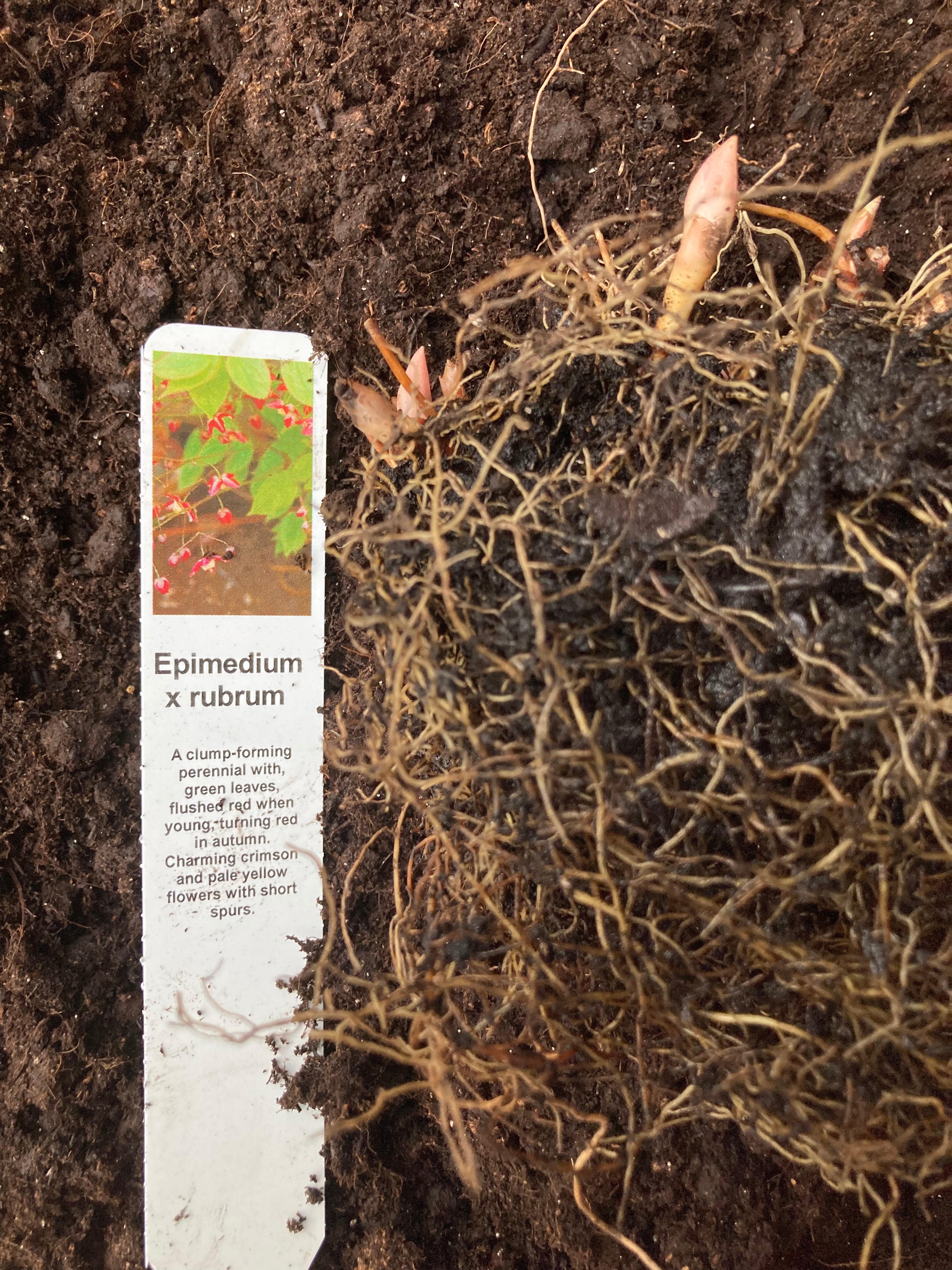 Epimedium x rubrum or Bishop's Mitre or Barrenwort (Budding Section of Bare Root) Free UK Postage