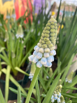 Grape Hyacinth or Muscari 'Peppermint' (Bulbs) Free UK Postage