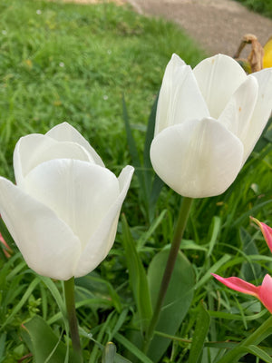 White Tulip Bulbs 'Royal Virgin' (Free UK Postage)