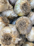 Five White Hyacinth Bulbs (Easy To Grow) Free UK Postage