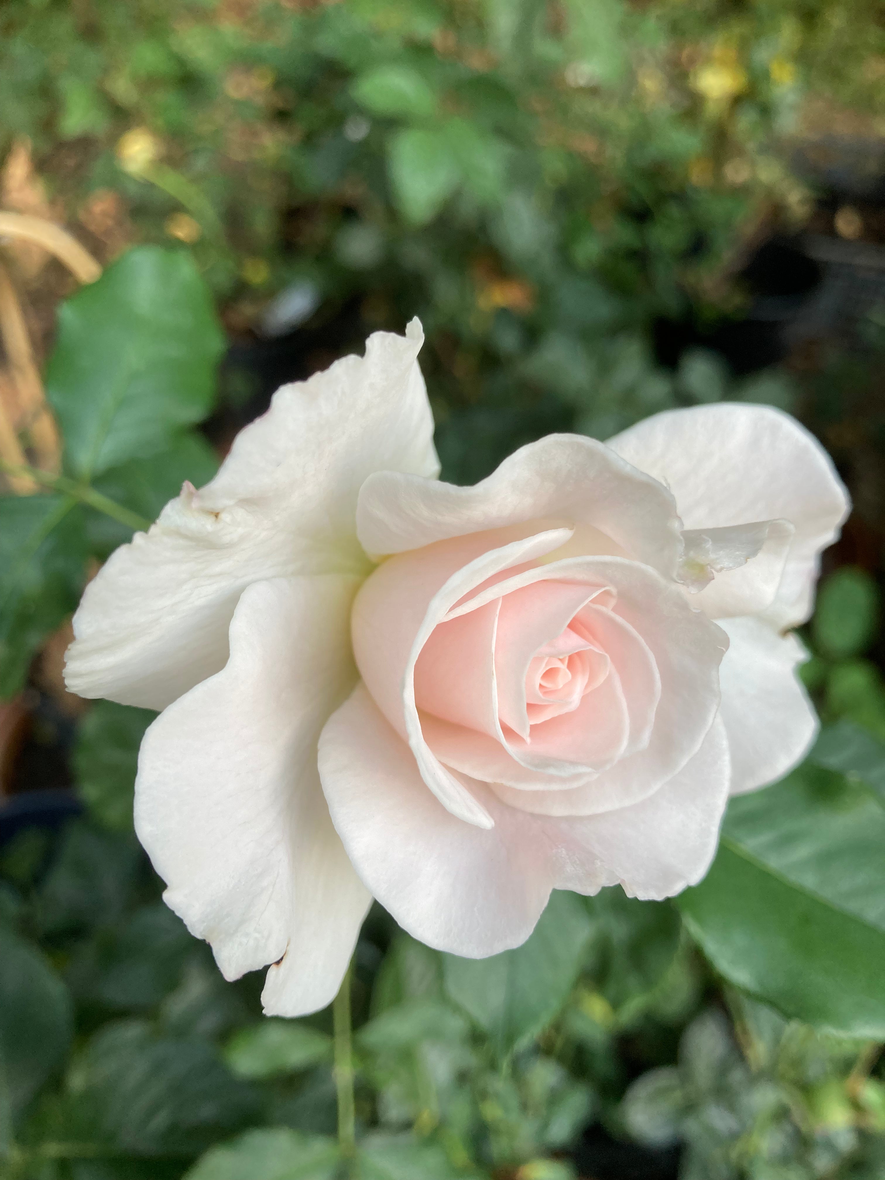 Floribunda Rose ‘Margaret Merril’ (Containerised 2 Litre Pot) Free UK Postage