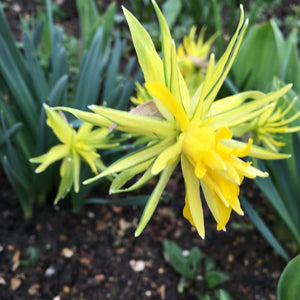 Dwarf Daffodil 'Rip van Winkle' Bulbs (Narcissus) Free UK Postage