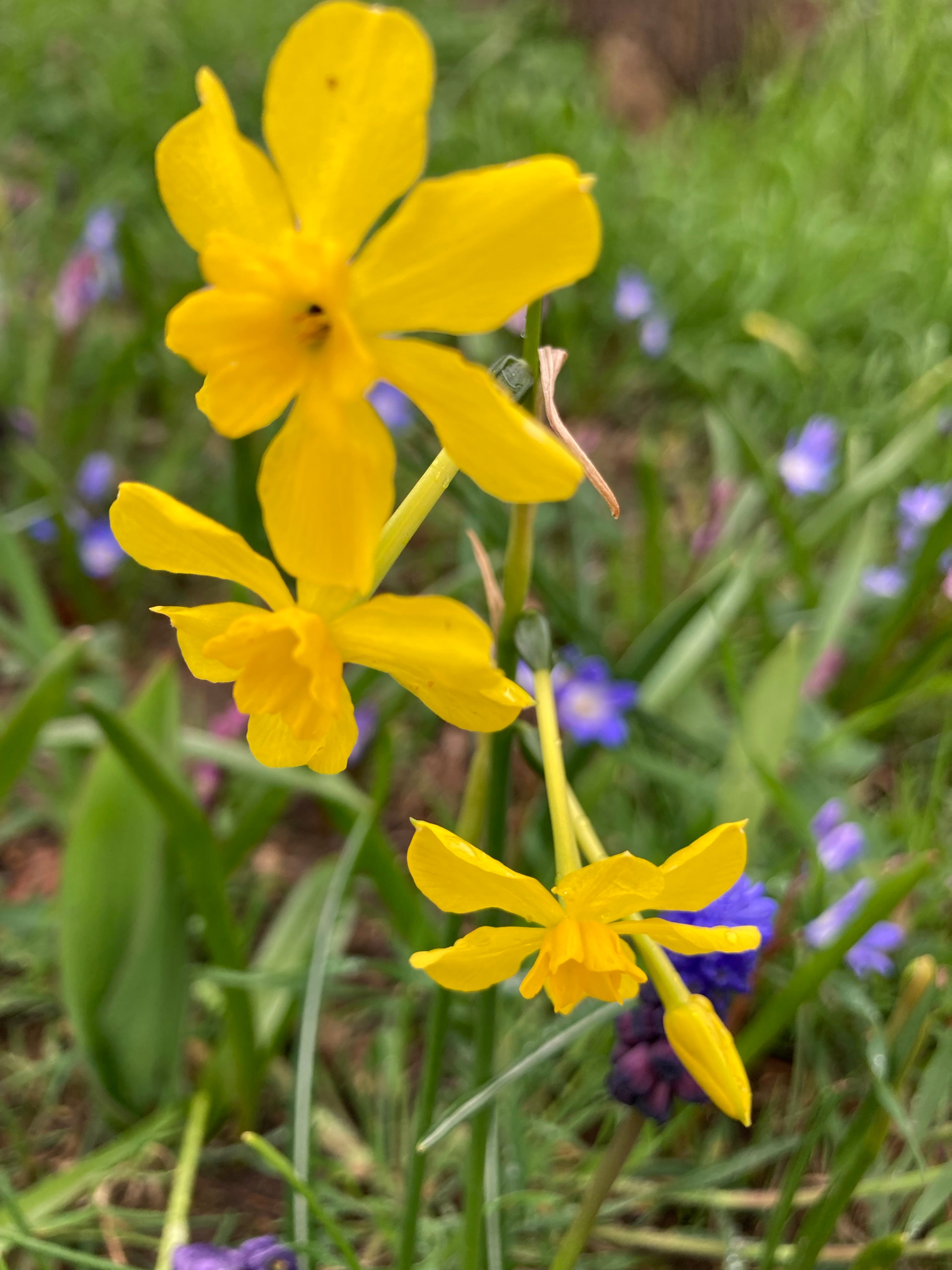 Twenty Daffodil Bulbs 'Baby Moon' (Narcissus) Free UK Postage