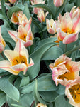 10 Tulip 'Quebec' (Bulbs) Free UK Postage