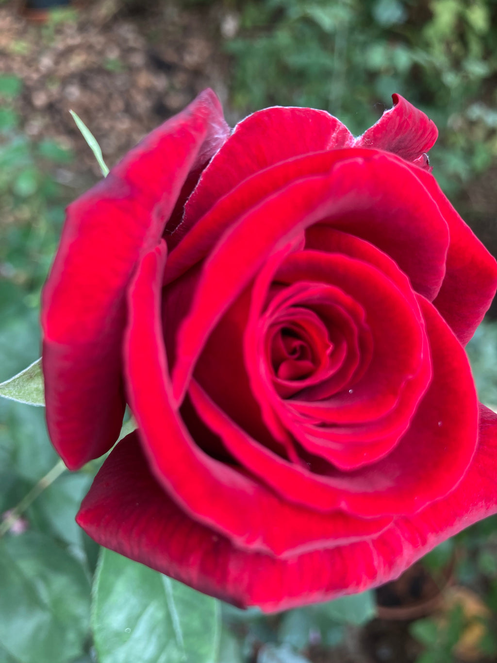 Deep Red 'Royal William' Hybrid T Rose (Containerised 2 Litre Pot) Free UK Postage
