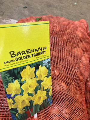 Daffodil Bulbs 'Golden Trumpet' (Free UK Postage)