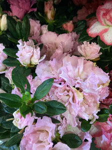 Azalea Plant in 15cm Dia Pot - Pale Pink (Free UK Postage)