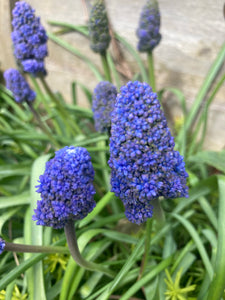 Grape Hyacinth or Muscari (Fantasy Creation) Bulbs Ready To Plant (Free UK Postage)