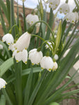 Five Giant Gravetye Snowflake (Leucojum Aestivum) Bulbs (Free UK Postage)