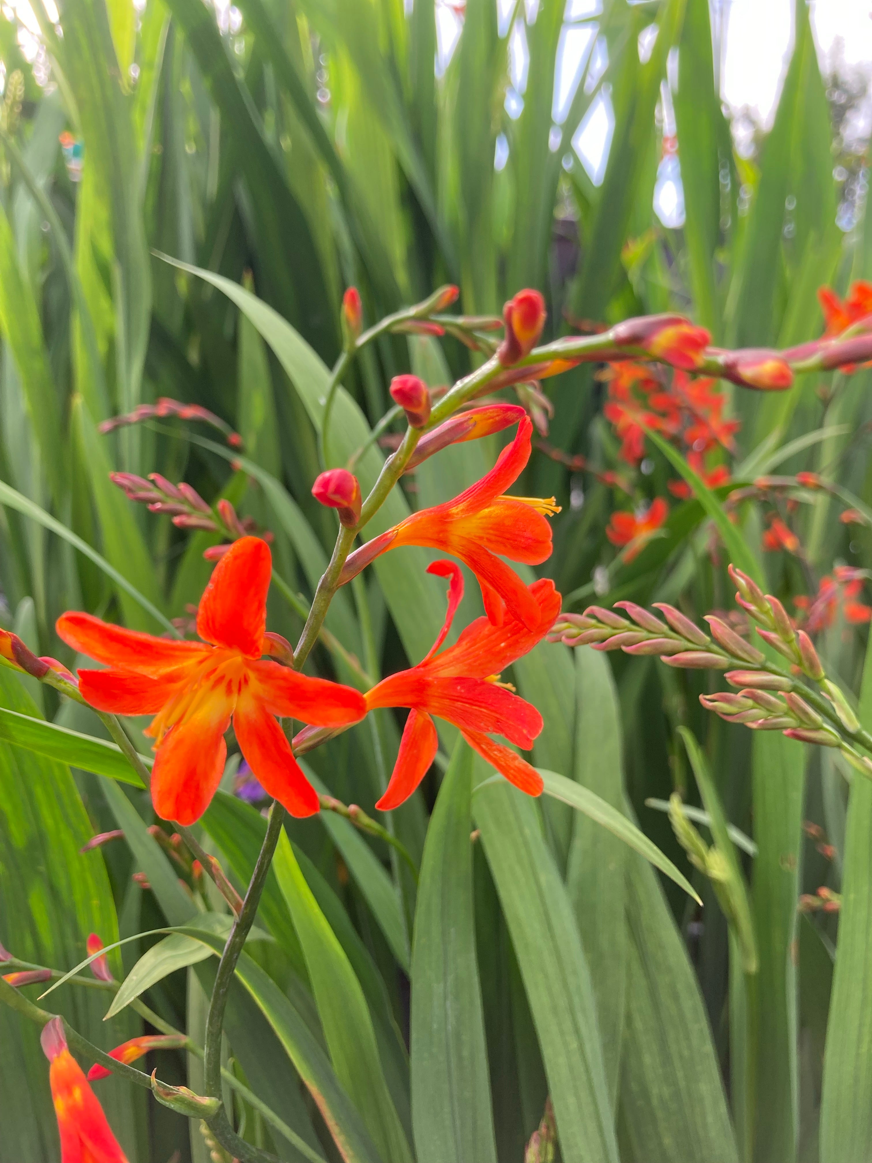 10 x Crocosmia 'Carmine Brilliant' (Corms to Plant yourself) FREE UK POSTAGE