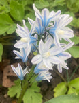 Puschkinia scilloides Bulbs (Striped Squill/Russian Snowdrop) Free UK Postage