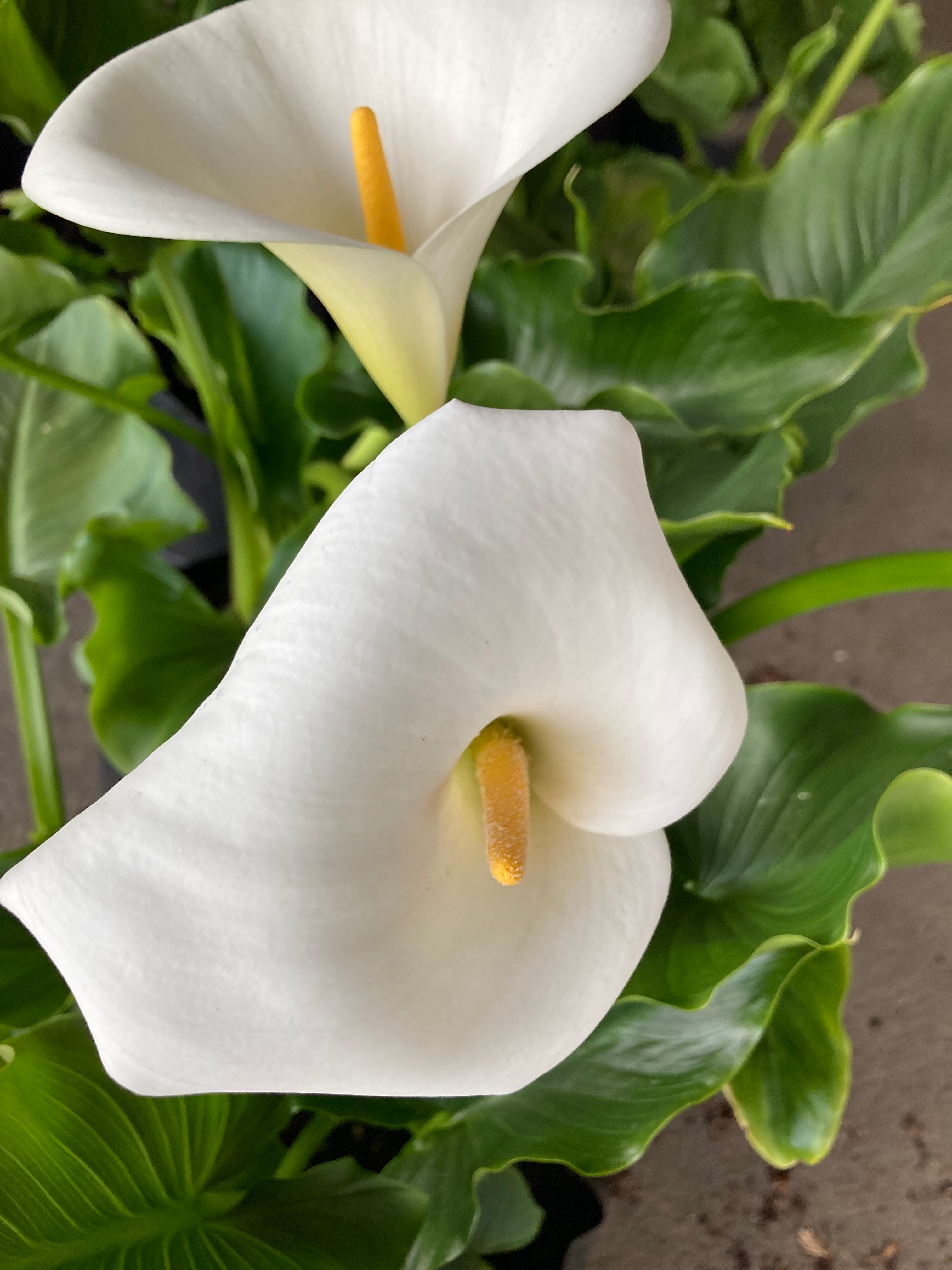 White Calla Lillies Giant White Zantedeschia aethiopica Tubers Fr