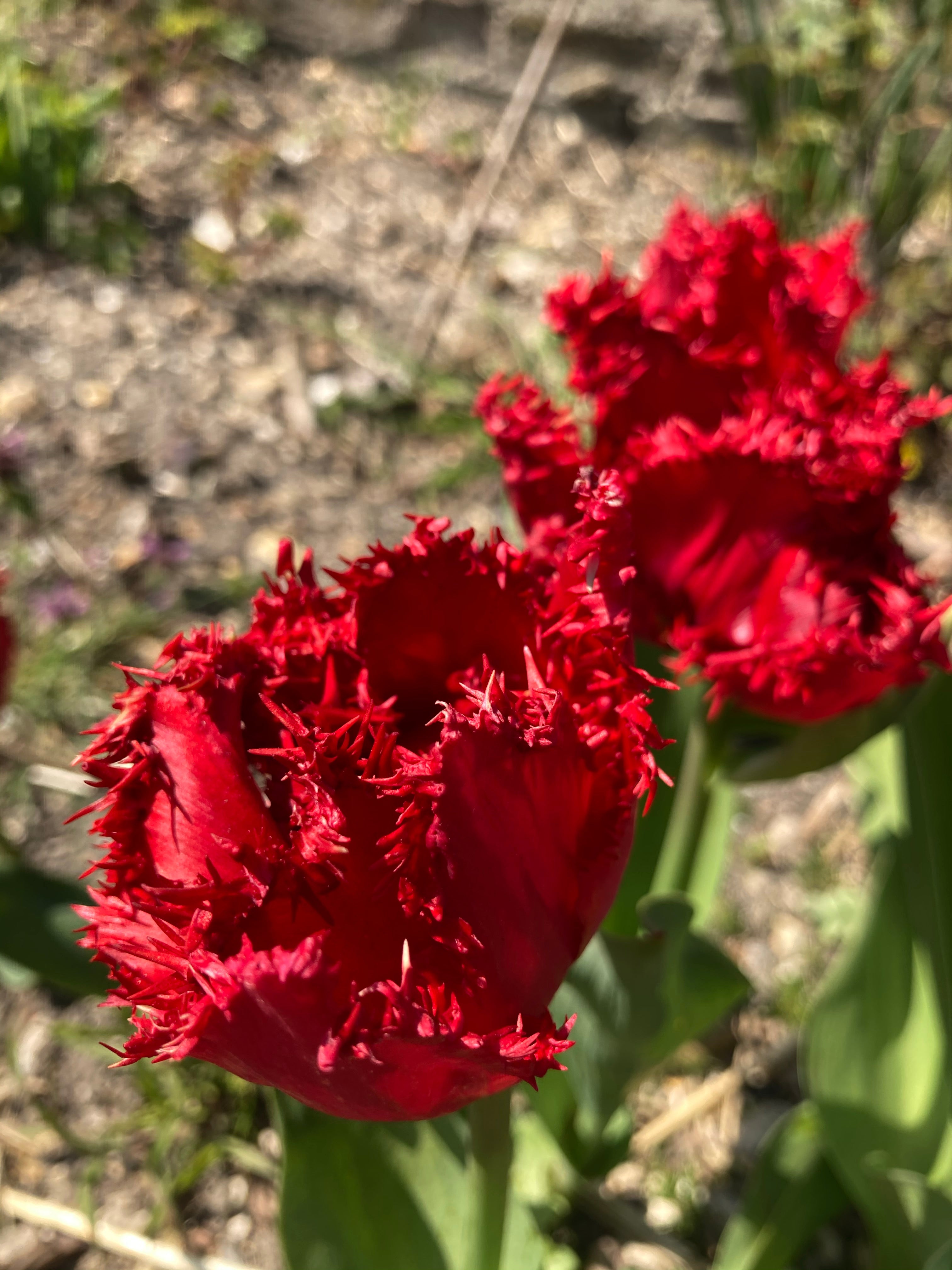 Tulip 'Calibra' Bulbs (Free UK Postage)