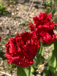 Tulip 'Calibra' Bulbs (Free UK Postage)