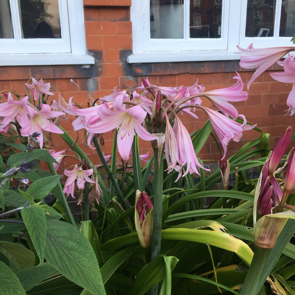 Pink Swamp Lily 'Crinum powellii' (Large Bulb) Free UK postage