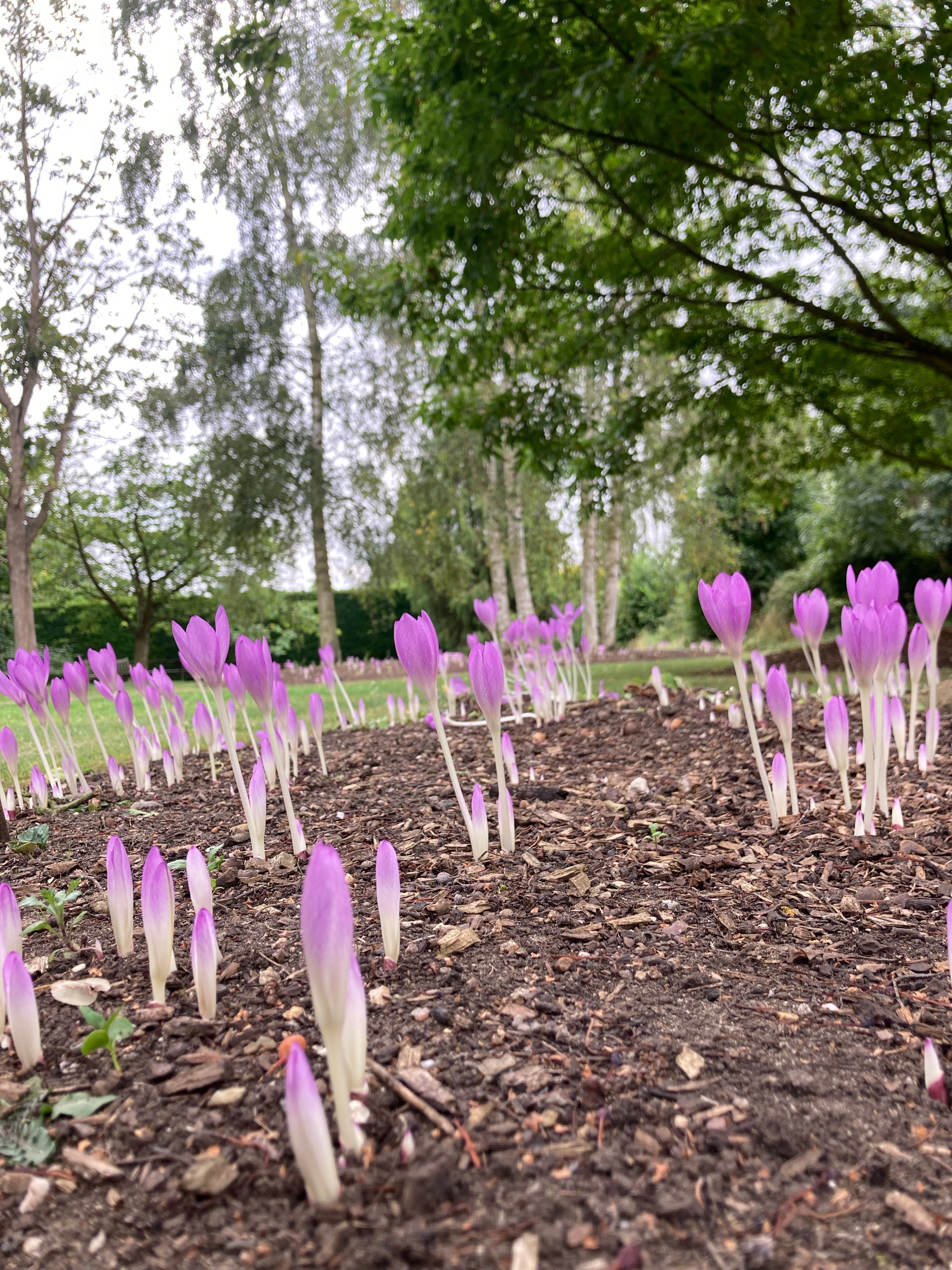 Pink Autumn Crocus (Bulbs To Plant Yourself) Free UK Postage