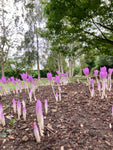 Pink Autumn Crocus (Bulbs To Plant Yourself) Free UK Postage