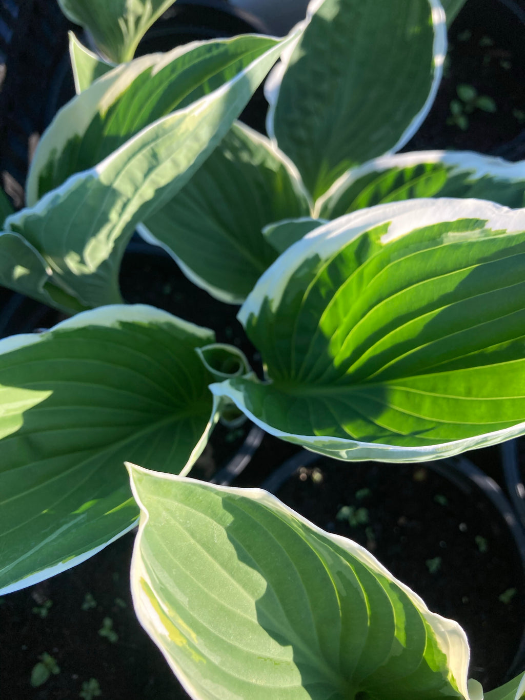 Green and White Hosta 'Francee' (Established Plants in 12cm Dia Pots) Free UK Postage
