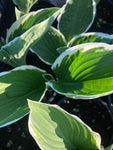 Green and White Hosta 'Francee' (Established Plants in 12cm Dia Pots) Free UK Postage