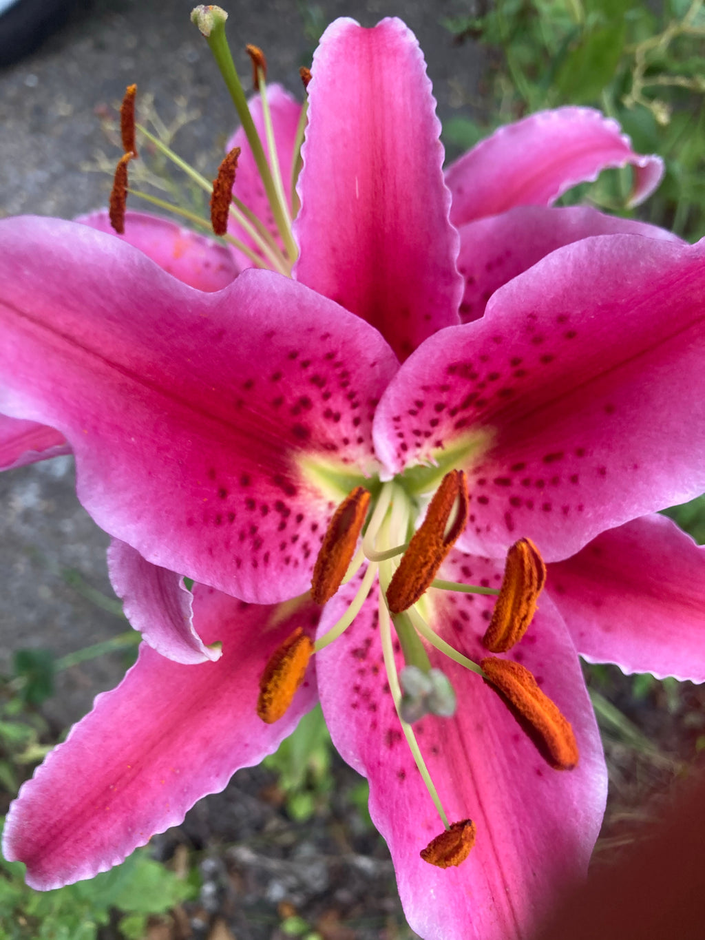 Tiger Lily or Lilium orientalis 'Stargazer' (Bulbs) Free UK Postage