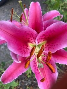 Oriental Lilies 'Stargazer' (Bulbs) Free UK Postage