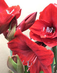 House Plants - Amaryllis 'Red Lion' Bulbs to Plant Yourself (Free UK Postage)