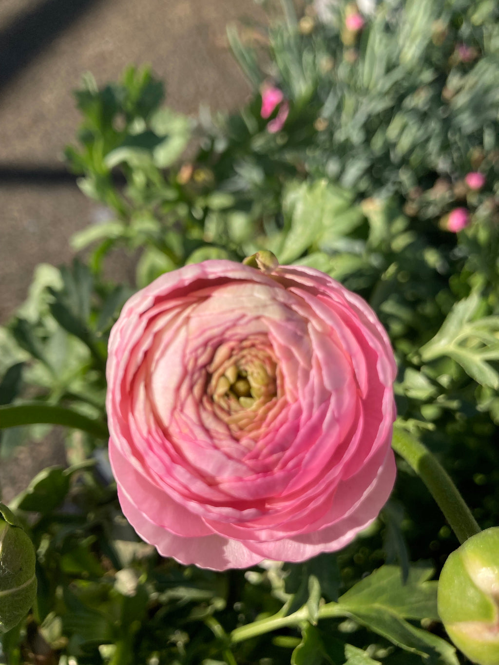10 Ranunculus Corms - Dark Pink - Free UK Postage
