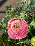 10 Ranunculus Corms - Dark Pink - Free UK Postage