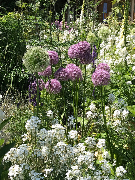 20 Allium Bulbs - Mixed Varieties - Plant Yourself (Free UK Postage)