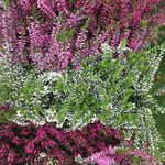Pale Pink Heather or Calluna vulgaris (Containerised in Pots) Free UK Postage