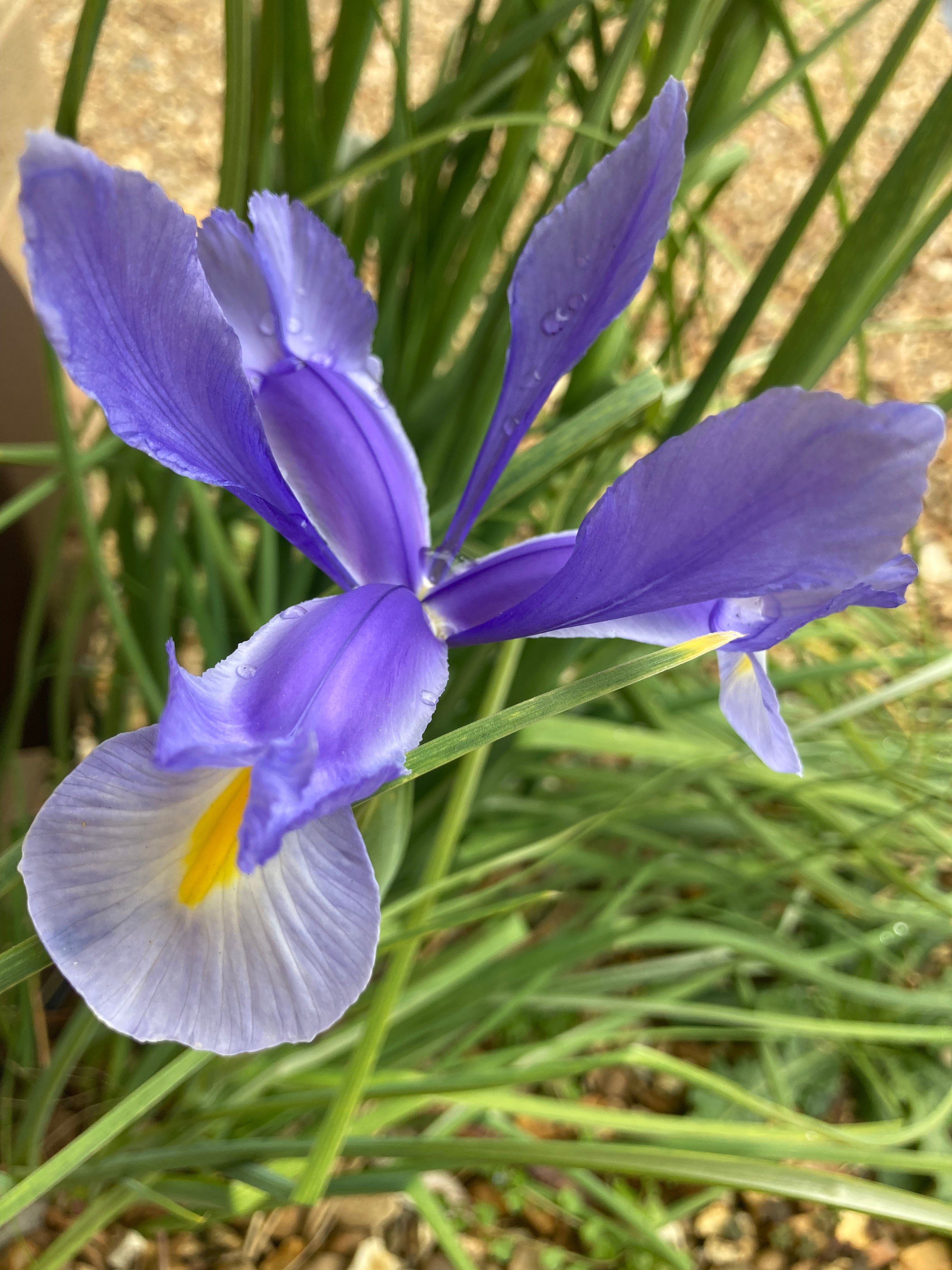 Mixed Dutch Iris Bulbs (Free Postage UK)