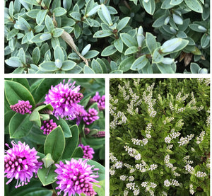 Selection of Mixed Hebe (5cm Transplants or 'Plug Plants') Free UK Delivery