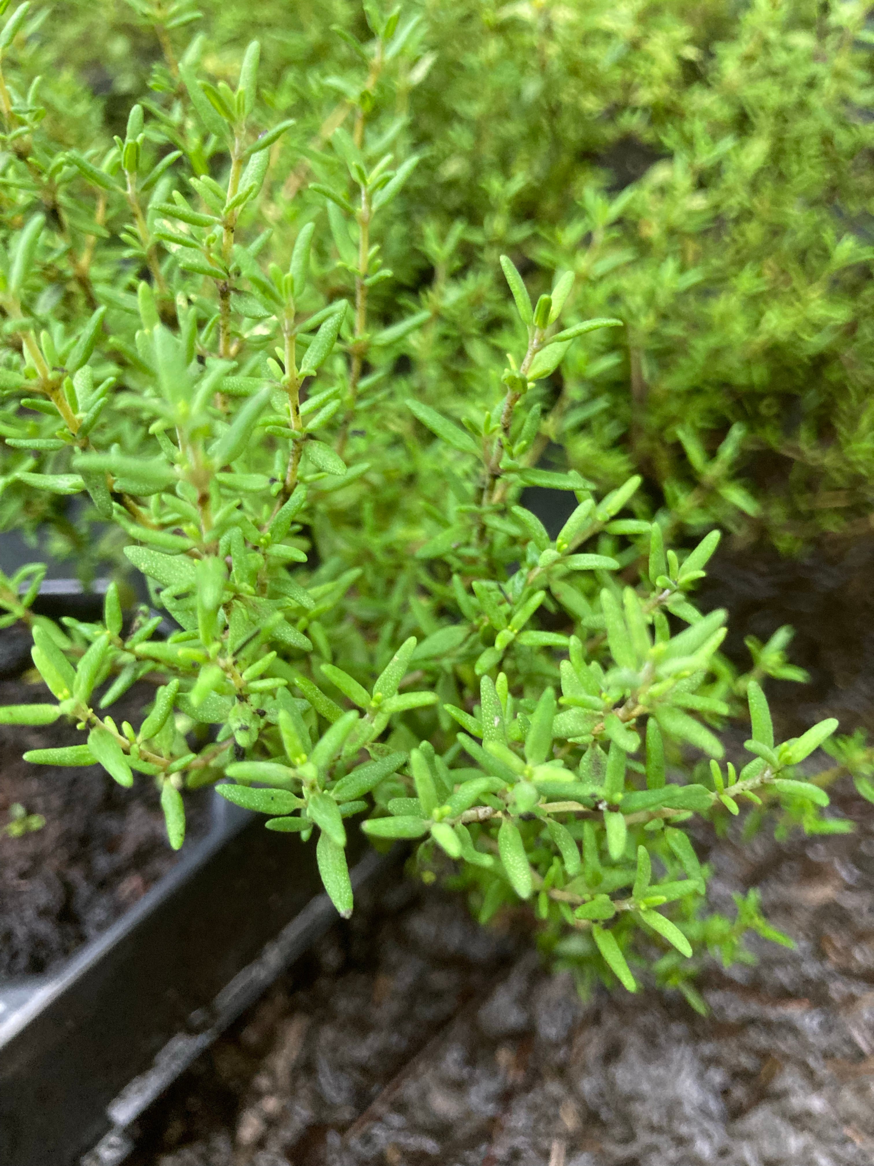Fresh Common Thyme (Young Herb Transplants To Grow Yourself) Free UK Postage