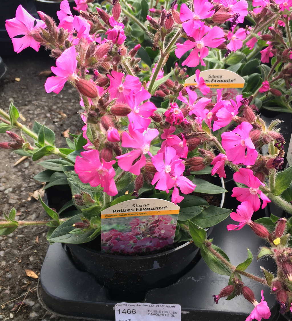 Silene caroliniana ssp. wherryi (Hot Pink) (Young Transplants) Free UK Delivery