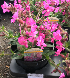 Silene caroliniana ssp. wherryi (Hot Pink) (Young Transplants) Free UK Delivery