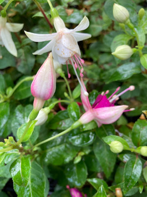 Mixed Fuchsia Varieties (Plugs or Young Transplants) Free UK Postage