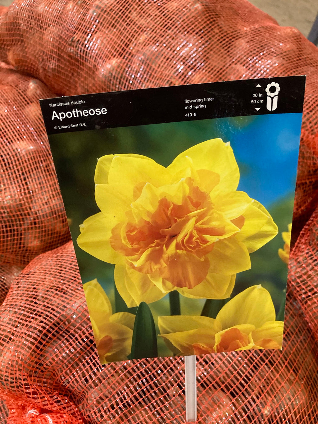 Daffodil Bulbs 'Apotheose' (Free UK Postage)