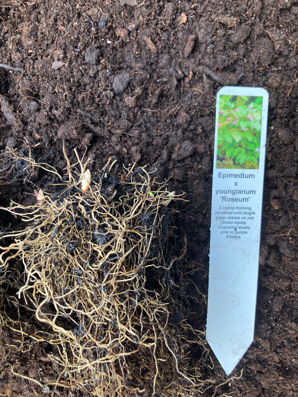 Epimedium x youngianum 'Roseum' or Barrenwort (Sections of Bare Root) Free UK
