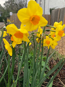 Narcissus 'Garden Opera' Bulbs (Free UK Postage)