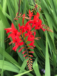 Red Crocosmia or Monbretia (Corms to Plant yourself) Free UK Postage
