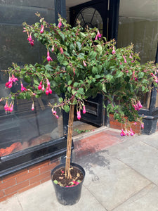 Established Standard Fuchsia 1.5m Height (Containerised) Free UK Postage