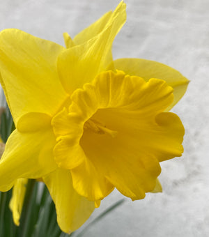 Daffodil 'Golden Anniversary' Variety (Bulbs To Plant Yourself) Free UK Postage