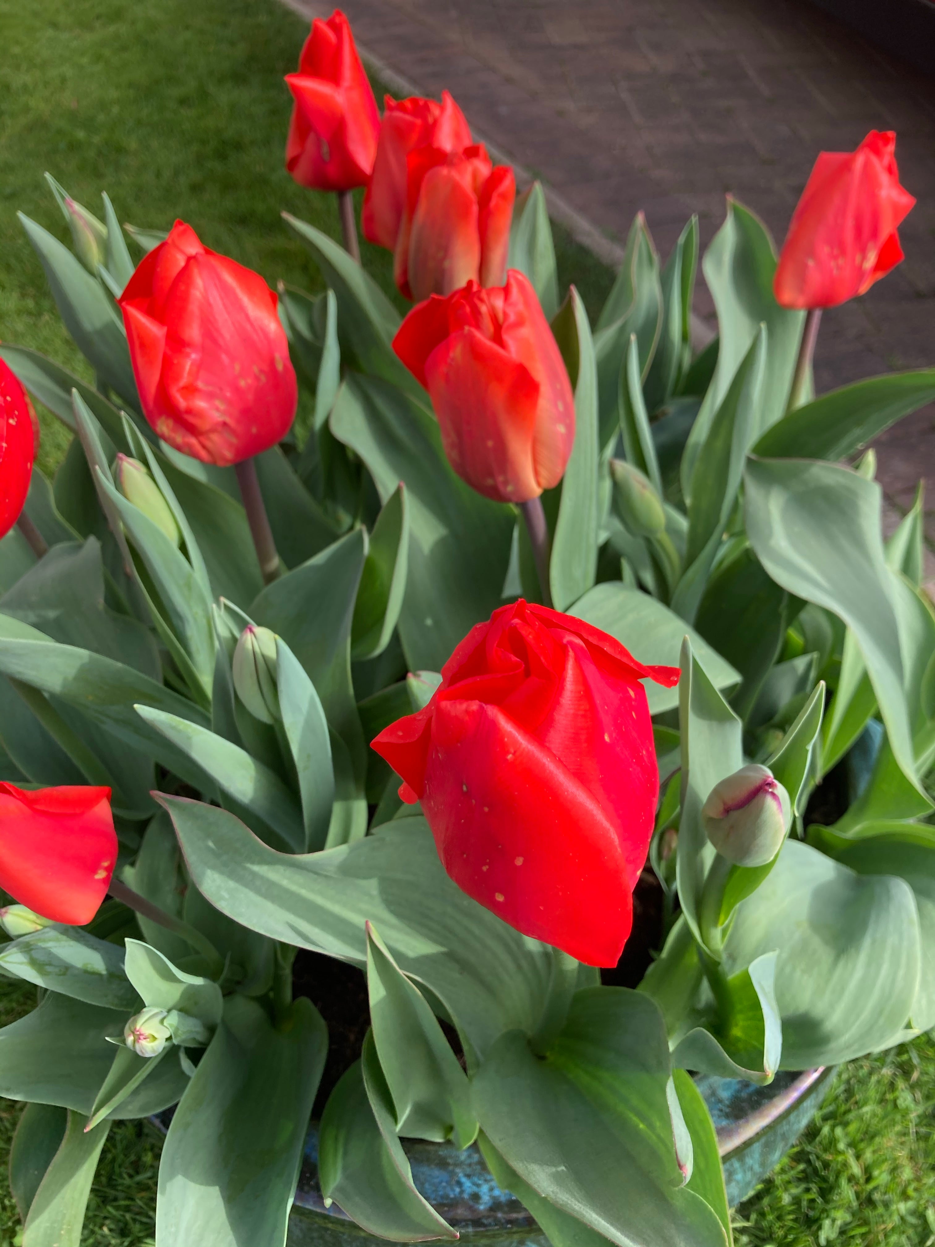 Tulip 'Spring Song' Bulbs (Free UK Postage)